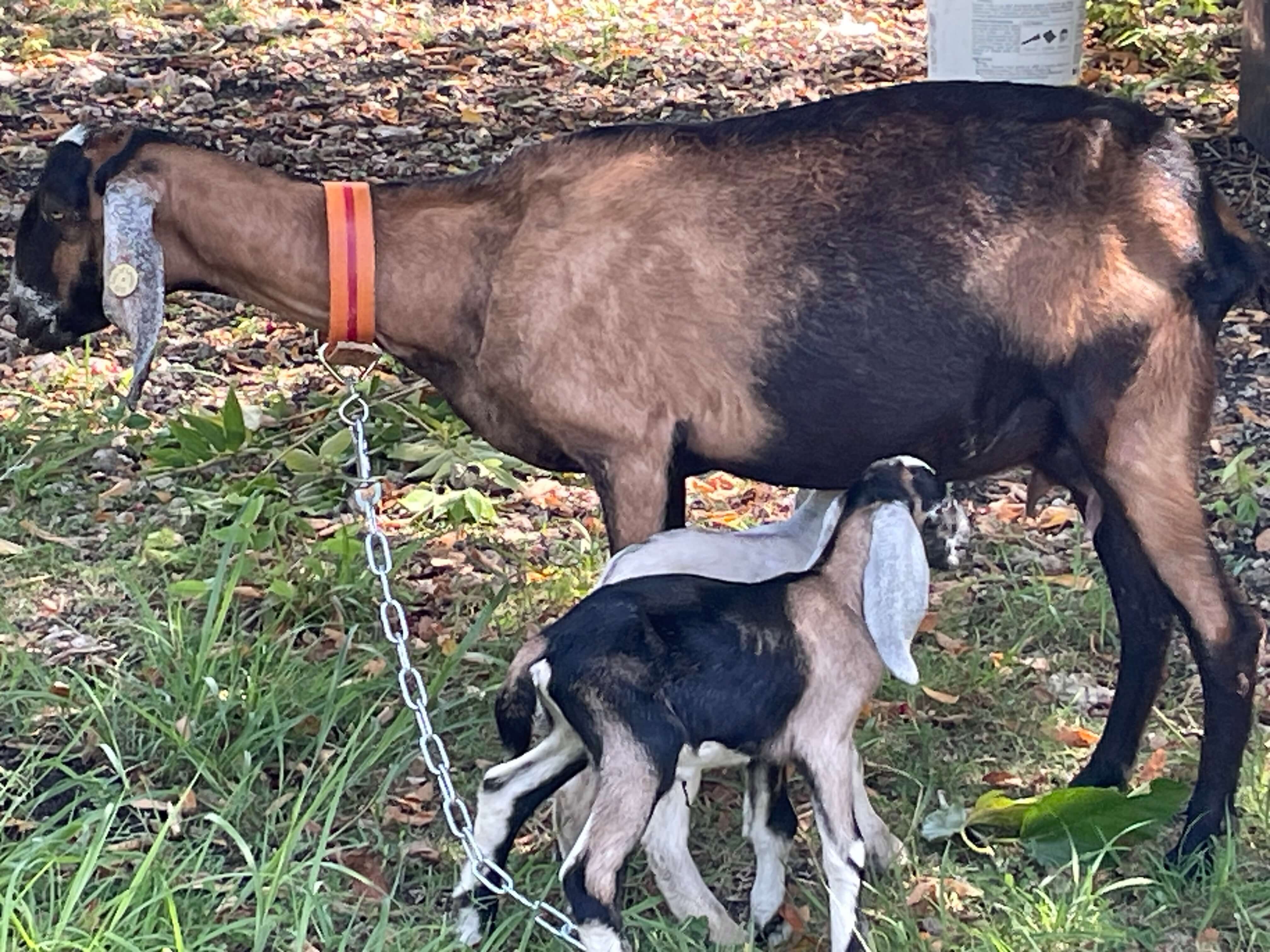 Goat kids at De Klomp Homestead