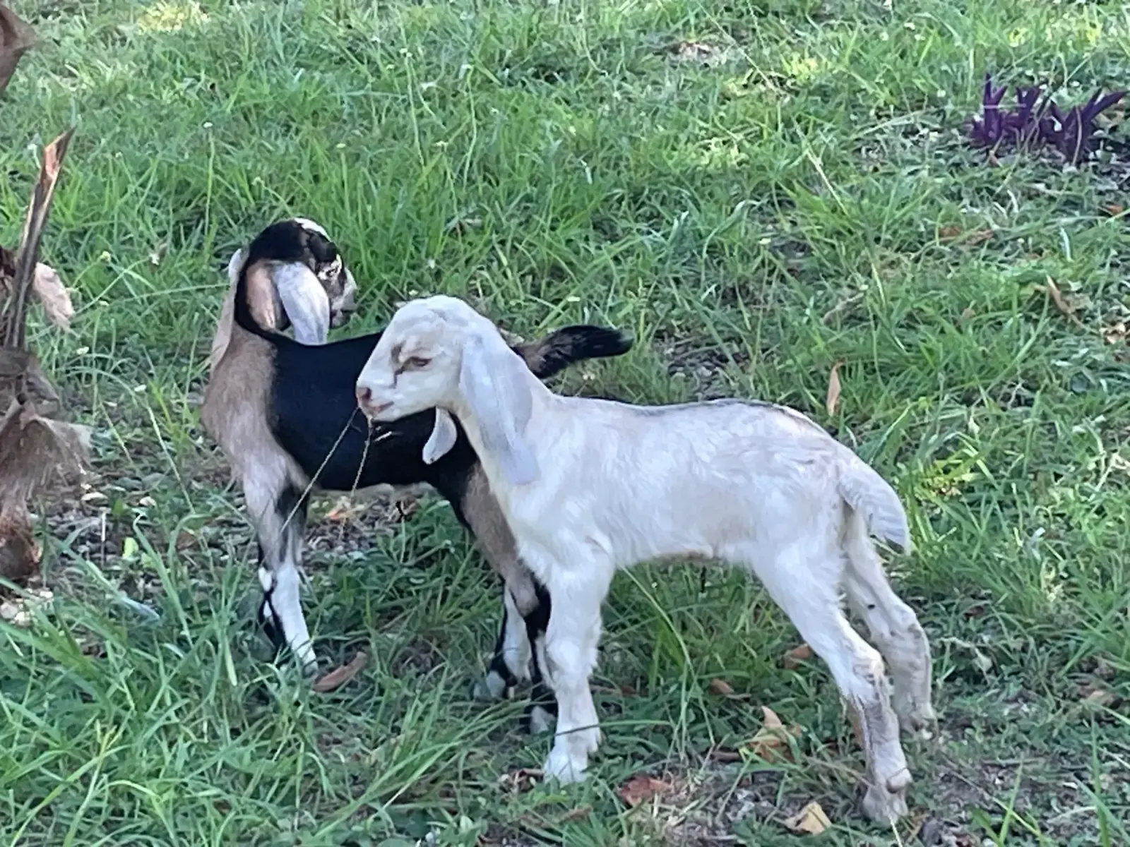 Daily life on the De Klomp homestead