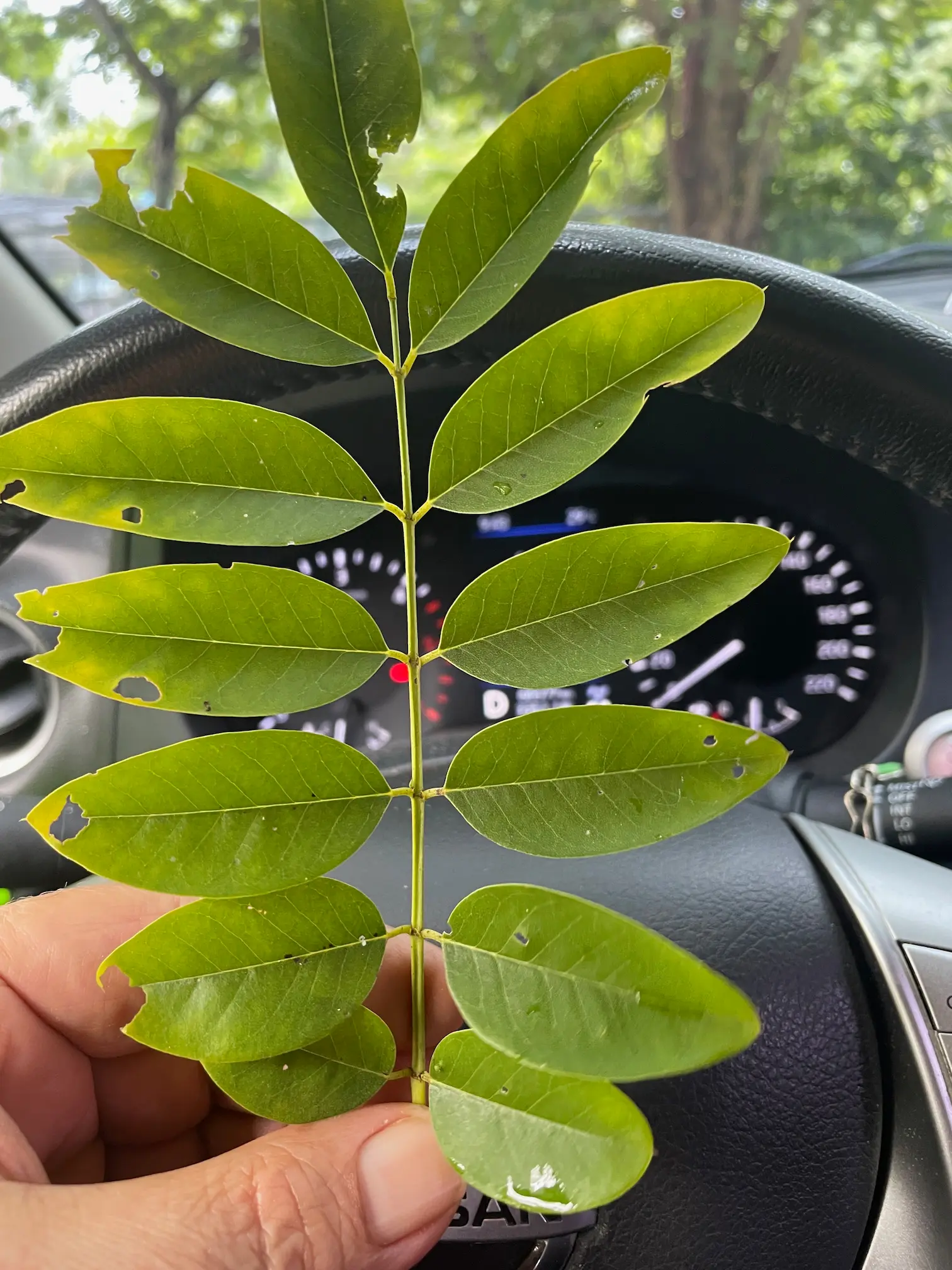 Fresh Indigofera branch discovered for the feeding forest at De Klomp Homestead